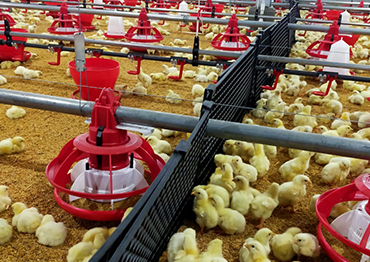 Vertical farming for layers, showcasing modern techniques and systems designed for efficient poultry management