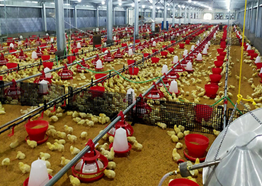 Vertical farming for layers, showcasing efficient space utilization and advanced poultry management techniques