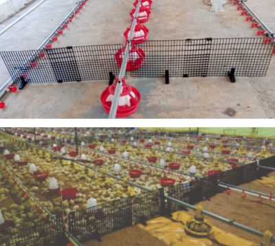Feed Partition for breeders — Dhumal poultry partition with center partition, line partition and leg