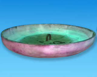 Crown & Petal Gallery 4