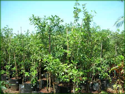 Fruit Trees 04