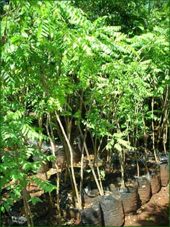 Fruit Trees 05