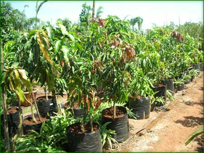 Fruit Trees 06