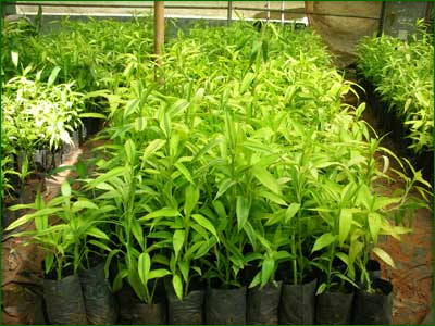 Indoor Shrubs 01