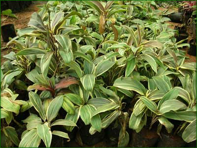 Indoor Shrubs 02