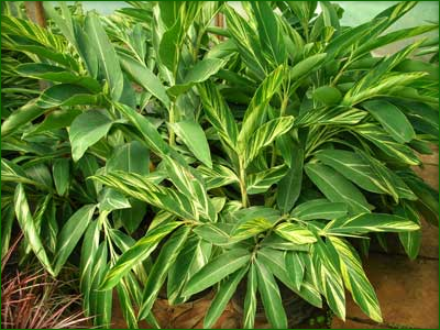 Indoor Shrubs 03