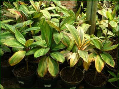 Indoor Shrubs 04