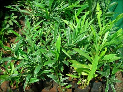 Indoor Shrubs 05