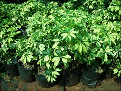 Indoor Shrubs 06