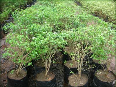 Outdoor Shrubs 02