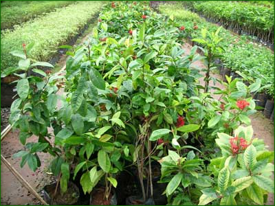 Outdoor Shrubs 03