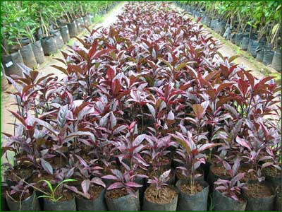 Outdoor Shrubs 04