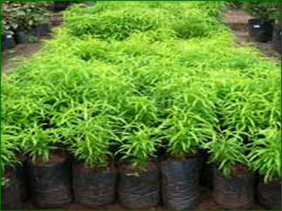 Outdoor Shrubs 05