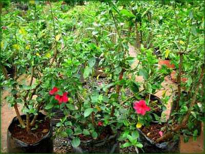 Outdoor Shrubs 06