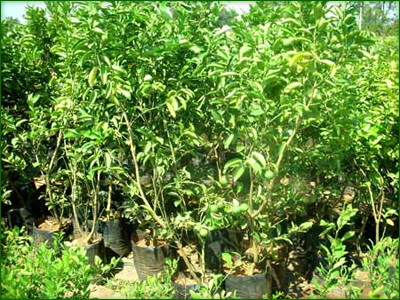 Fruit Trees 01