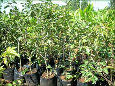 Fruit Trees 02