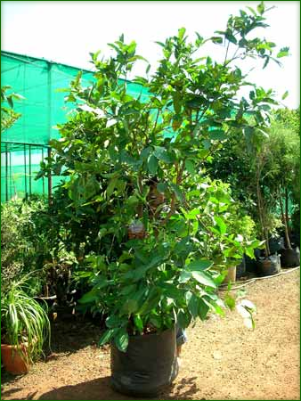 Fruit Trees 03